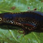 Ichtyosaurius alpestris apuanus - Foto R. Cottolasso/arc CeDrap